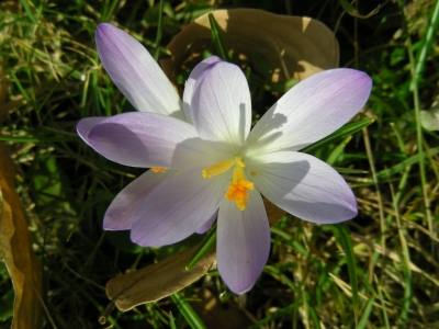 wilde Krokusse