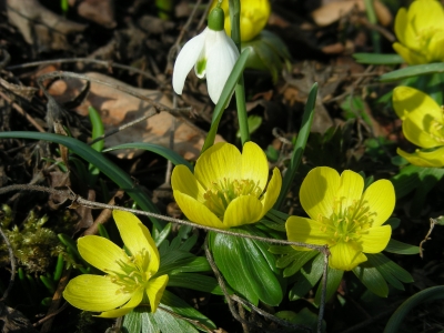 Schneeglöckchen und Winterlinge