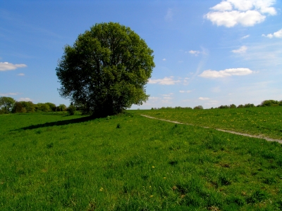 Neandertal Baum 2