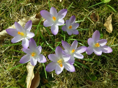 verwilderte Wiesenkrokusse