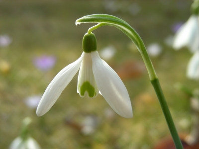 Schneeglöckchenblüte