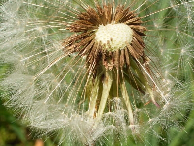 Pusteblume