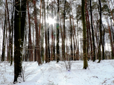 Erster Schnee im Wald...