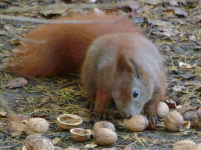 Eichhörnchenparadies