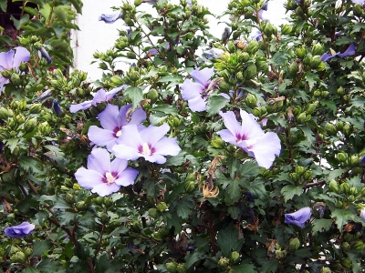 Hibiskus 1