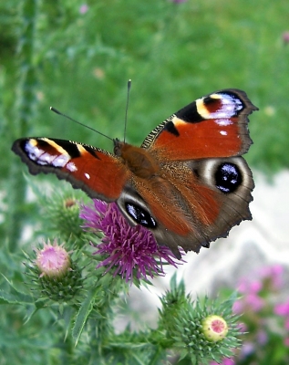 Pfauenauge auf Distel 1