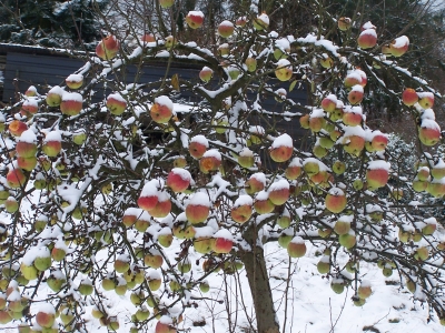 Winterapfel_2