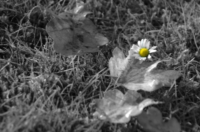 ...noch ein Gänseblümchen