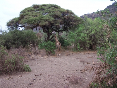 Giraffe im Wald