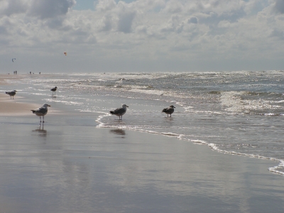 Möwen am Strand