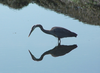 Reiher im Spiegel