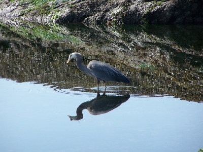 Reiher-Spiegelung