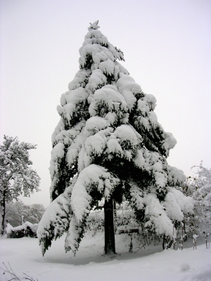 Schneetanne