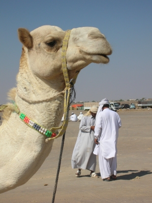 Kamel und Kameltreiber