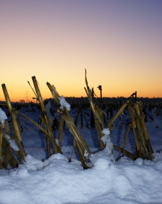 Maisfeld im Winter