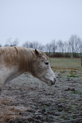 Pferd auf der Koppel