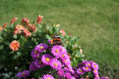 Aster mit Schmetterling