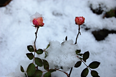 rose mit schneehaube