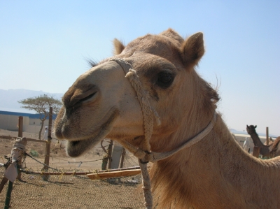 Kamel 2