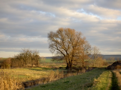 Weiden im Herbst