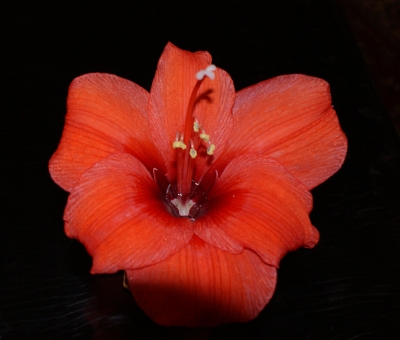 Amaryllis