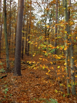 Grunewald 3