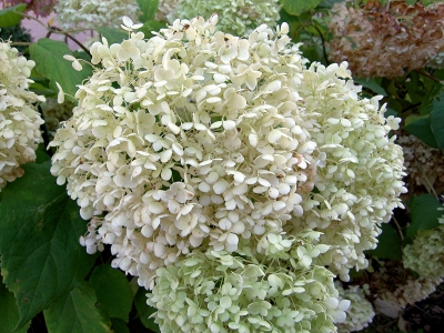 Hortensie