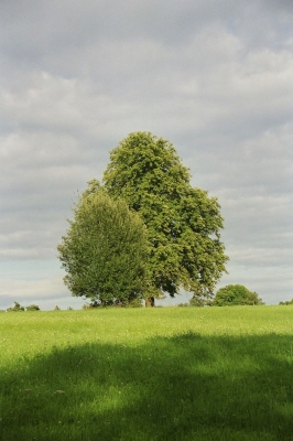 Baum im Sommer