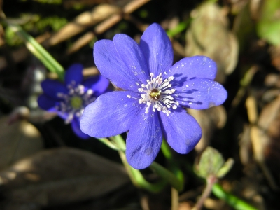 Leberblümchen - blau