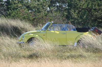 Käfer im Gras