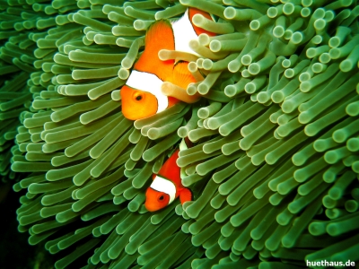 Anemonenfische (Nemos)