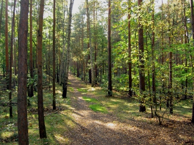 Herbstanfang im Grunewald