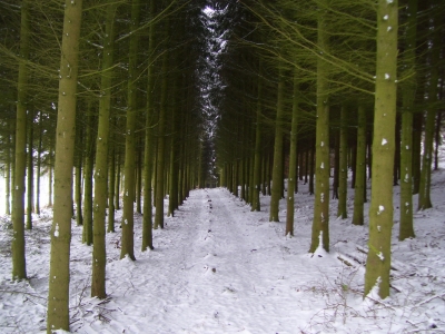 Waldweg