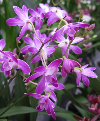 Orchideenstrauss