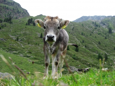 Alpenkalb 3