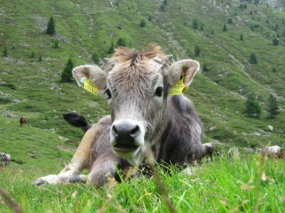 Alpenkalb 2