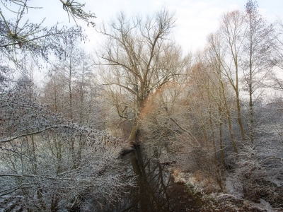 Baumkronen über der Fulda