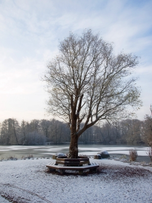 Baum mit Bank