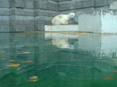Eisbär im Wuppertaler Zoo