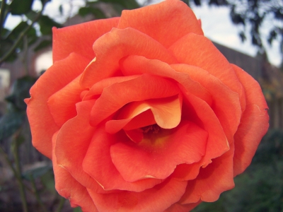Die allerletzte Rose 30. November 2008