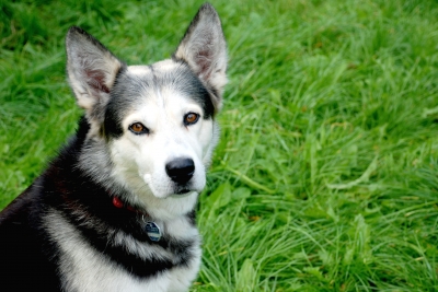 Ein glücklicher Hund