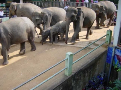 Elefantenwaisenhaus auf Sri Lanka, auf dem Weg zum Bad