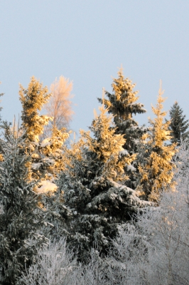Sonnenaufgang im schneebedecktem Wald_3