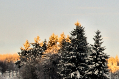 Sonnenaufgang im schneebedecktem Wald_2