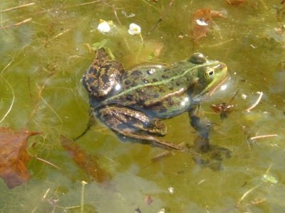 Frosch