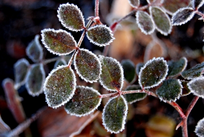 frostige rosenblätter