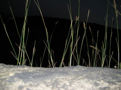 Gras bei Nacht