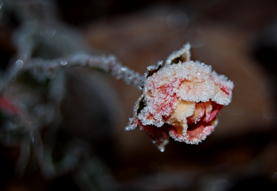 rose im frostmantel