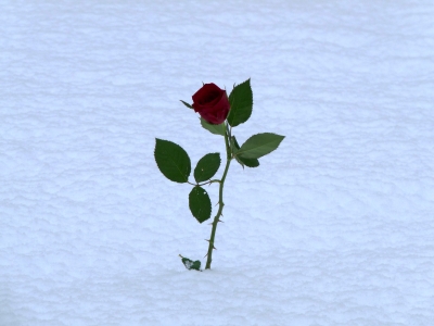 Rose im Schnee