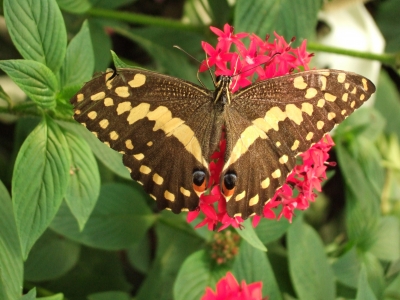 Schmetterling